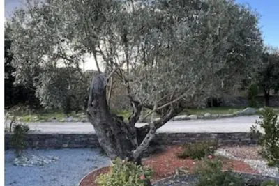 Image de Mas Orchis - Lodge Saint Loup pour 4 personnes