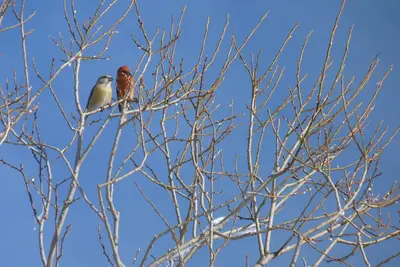 Image de Cabane autonome perché sur pilotis dans la végétation, Haut Jura, 1250m d'alt.