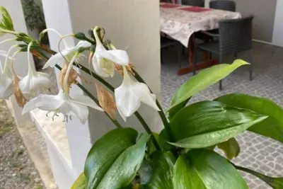 Image de Gardenia Apartment - Ground Floor