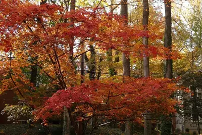 Image de Cottage for Rent