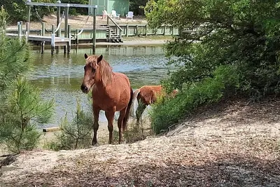 Image de The Salty Seahorse! 4x4 beach, private dock, hot tub, pool, Horses. Pet-Friendly