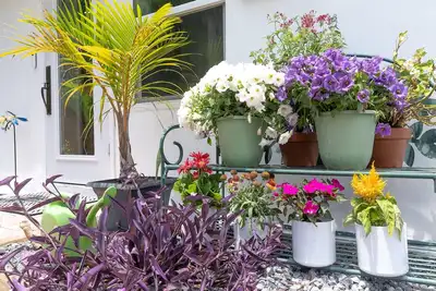 Image de Miami's Paradise