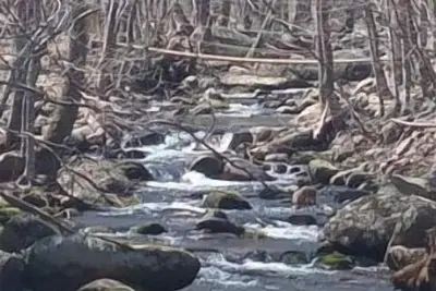 Image de The Owl’s Nest