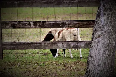 Image de Cozy Farm Stay