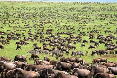 Image de oloiren safari camp