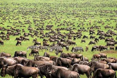 Image de oloiren safari camp