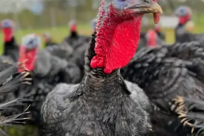 Image de Cosy studio on an organic farm, pet friendly! Just minutes from Middleburg.