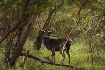 Image de Lodge 2 chambres et Spa - Rustique 5 personnes
