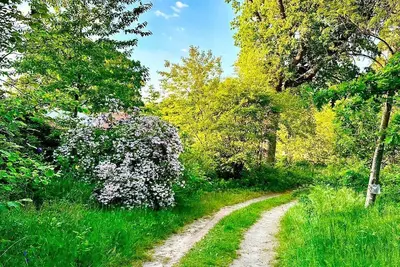Image de Nature and Calmness Lichtheideheim Hütte 2