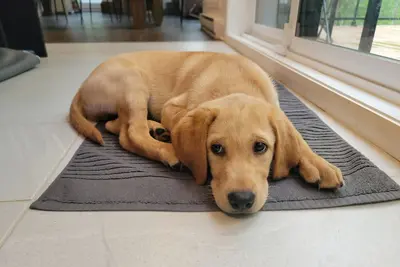 Image de Cozy private Ground floor with 2 bedrooms. A Perfect Getaway & It's Pet friendly