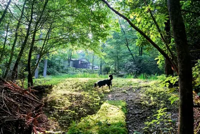 Image de Beautiful Brevard Waterfall Home with Private Nature Trails, Dog Friendly