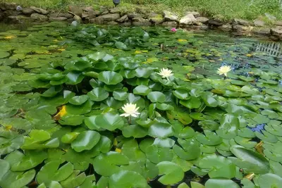 Image de Quiet, Family-friendly Abode on Indy's Westside with a Tranquil backyard pond!