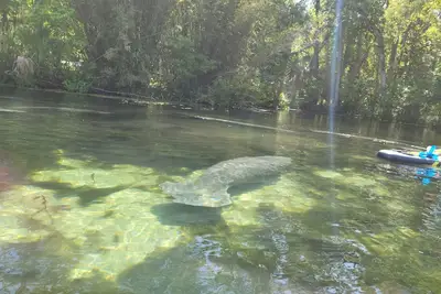 Image de Deep water canal with direct access to the Homosassa River.