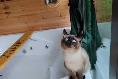 Image de Sataplebungalov