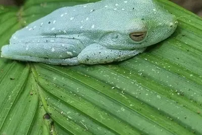 Image de Tortuguero Villas, Mezcla la Elegancia con la Exhuberante Naturaleza