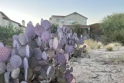 Image de TheDesertOasis@ #LambertPark:4bd, Mountain Views, Gym, Hoa Pool&Spa, PoolTable, CottonBedding