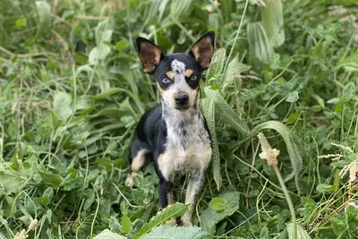 Image de Gîte à la ferme avec Piscine Privative