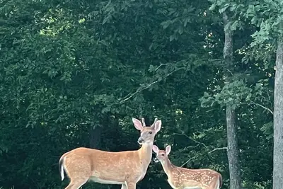 Image de Tranquil Retreat: Charming Pet-Friendly Tiny House Cabin Amidst Nature's Beauty!