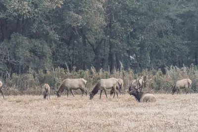 Image de Elk View Cabin in Boxley Valley - 5 min to the Buffalo River!