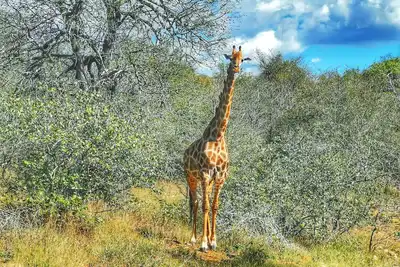 Image de Mali Mali Safari Lodge