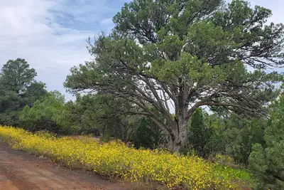 Image de Peaceful getaway for 2, dog friendly