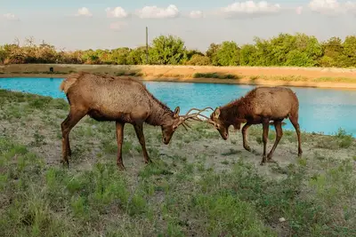 Image de Hilltop lodge with spectacular views and roaming wildlife.