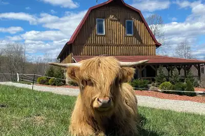 Image de The Barn at Dogwood Ridge Farms: Highland Cow and Mini Donkey Farm
