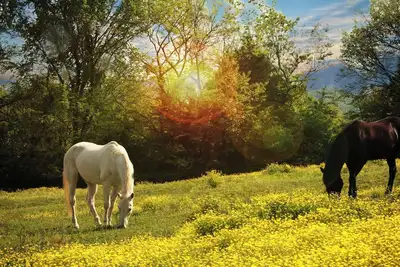 Image de New Tiny Home on beautiful horse property! Just 20 miles from Nashville!