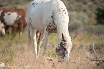 Image de HorseWorks Wyoming Rustic Hunting Cabin #4