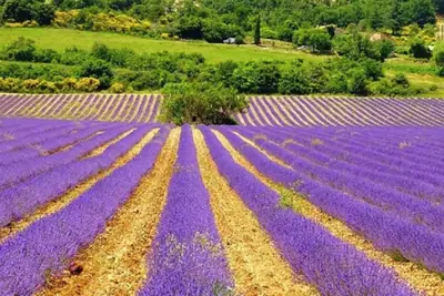 Image de Petit Appart au cœur des remparts