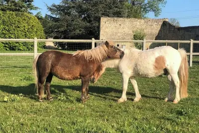 Image de Gîte de la Mare et sa mini ferme \"Le Bessin\"
