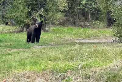 Image de 12 minutes to Grand Teton National Park. Pet Friendly.
