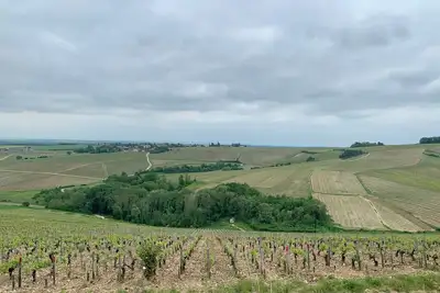 Image de Au coeur des vignes chablisiennes