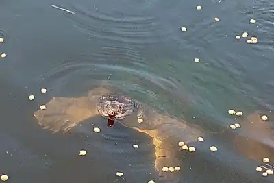 Image de This old Florida feeling getaway is 420 friendly and a great place to just relax