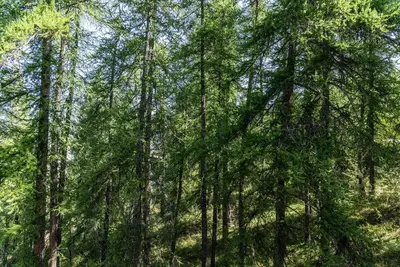 Image de Studio 4 personnes rénové au calme des Mélèzes