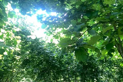 Image de 5 minutes to Ocatse Canyon. With a view of the kiwi garden and the mountains