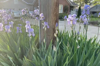 Image de The historic Francis Court in Old Town, downtown Huntsville, Al