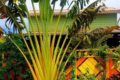 Image de Le Ti Citron Vert Bungalow tout couleur avec baignoire chauffée exterieure