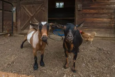 Image de Farmhouse at Paige's Pit Stop