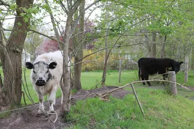 Image de Hyggelig Landejendom kun 10 km fra Odense Centrum