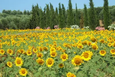 Image de Villa Giulia Follonica